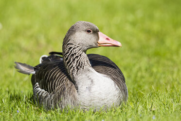 Germany, Bavaria, Greylag Goose on grass, close up - FOF004831