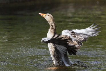 Deutschland, Bayern, Graugans beim Baden - FOF004832