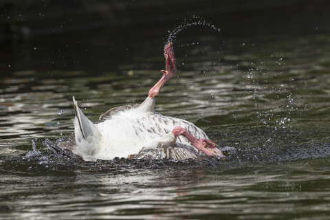 Deutschland, Bayern, Graugans beim Baden, lizenzfreies Stockfoto