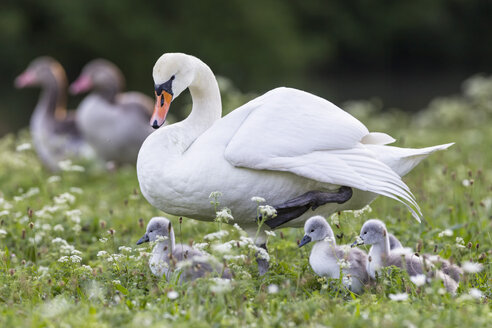 Europa, Deutschland, Bayern, Schwan mit Küken und Graugans im Hintergrund - FOF004874