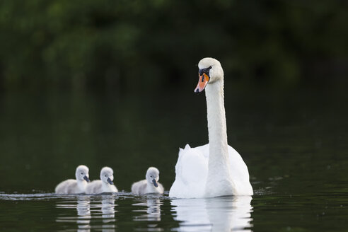 Europa, Deutschland, Bayern, Schwan mit Küken schwimmen im Wasser - FOF004875