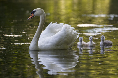 Europa, Deutschland, Bayern, Schwan mit Küken schwimmen im Wasser - FOF004879