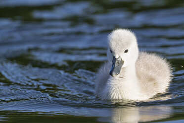 Europe, Germany, Bavaria, Swan chick swimming in water - FOF004885