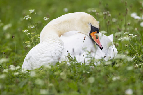 Europa, Deutschland, Bayern, Schwan auf Gras - FOF004893