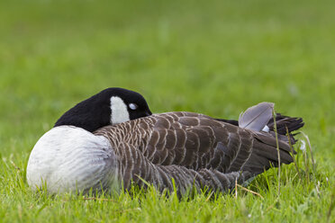 Europe, Germany, Bavaria, Canada Goose on grass - FOF004903