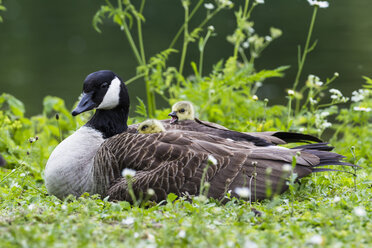 Europe, Germany, Bavaria, Canada Goose with chick on grass - FOF004906