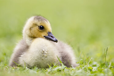 Europe, Germany, Bavaria, Canada Goose chick on grass - FOF004908