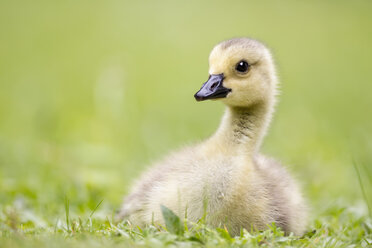 Europe, Germany, Bavaria, Canada Goose chick on grass - FOF004910