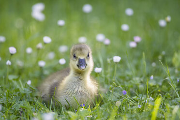 Europe, Germany, Bavaria, Canada Goose chick on grass - FOF004915