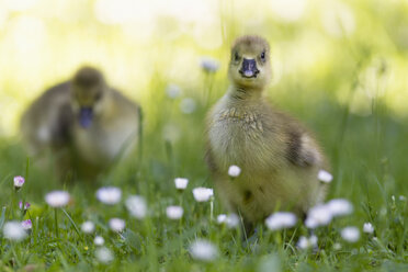 Europe, Germany, Bavaria, Canada Goose chicks on grass - FOF004916