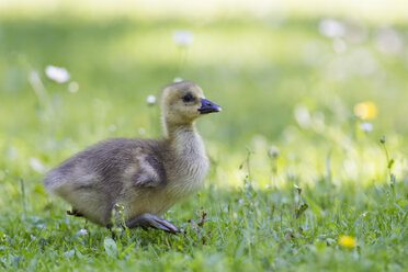 Europe, Germany, Bavaria, Canada Goose chick on grass - FOF004917