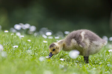 Europe, Germany, Bavaria, Canada Goose chick on grass - FOF004918