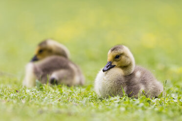 Europe, Germany, Bavaria, Canada Goose chicks on grass - FOF004919