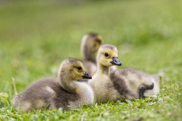 Europe, Germany, Bavaria, Canada Goose chicks on grass - FOF004920