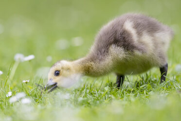 Europe, Germany, Bavaria, Canada Goose chick on grass - FOF004921