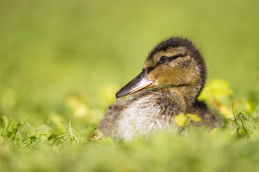 Germany, Bavaria, Mallard duckling sitting in plants, close up - FOF004933