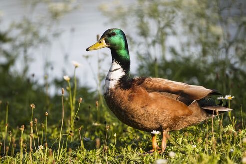 Deutschland, Bayern, Männliche Stockente im Gras - FOF004936