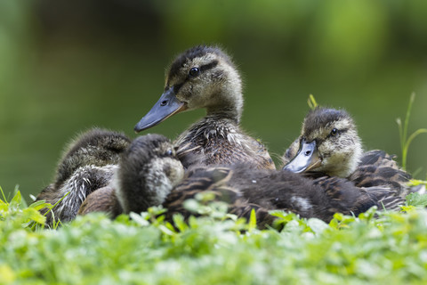 Deutschland, Bayern, Stockentenküken in Pflanzen sitzend, Nahaufnahme, lizenzfreies Stockfoto