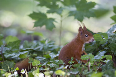 Deutschland, Bayern, Rotes Eichhörnchen im Wald - FOF004946