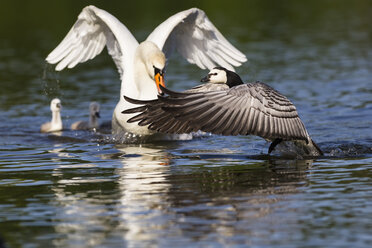 Deutschland, Bayern, Schwan mit Küken verkauft Nonnengans - FOF004949