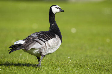 Germany, Bavaria, Barnacle goose on grass - FOF004953