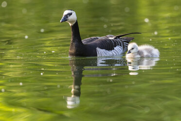 Deutschland, Bayern, Nonnengans mit Küken schwimmt im Wasser - FOF004957