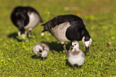 Deutschland, Bayern, Nonnengänse mit Küken im Gras - FOF004964