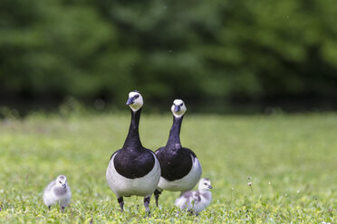 Deutschland, Bayern, Nonnengänse mit Küken im Gras - FOF004965