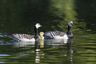 Deutschland, Bayern, Nonnengänse mit Küken schwimmen im Wasser - FOF004968