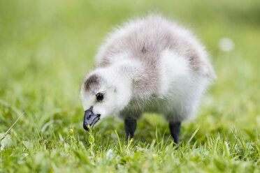 Germany, Bavaria, Barnacle goose chick on grass - FOF004974