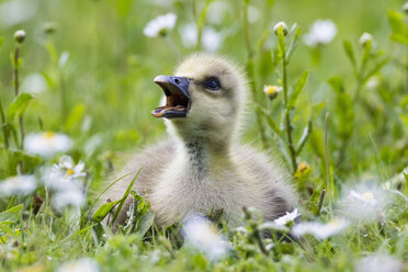 Germany, Bavaria, Barnacle goose chick on grass - FOF004975