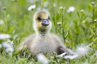 Germany, Bavaria, Barnacle goose chick on grass - FOF004976