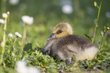 Germany, Bavaria, Barnacle goose chick on grass - FOF004977