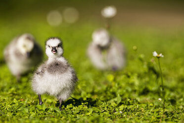 Germany, Bavaria, Barnacle goose chicks on grass - FOF004983