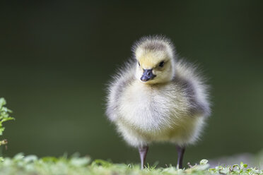 Germany, Bavaria, Barnacle goose chick on grass - FOF004985