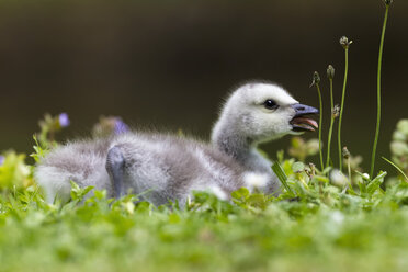 Germany, Bavaria, Barnacle goose chick on grass - FOF004987