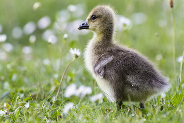 Germany, Bavaria, Barnacle goose chick on grass - FOF004992