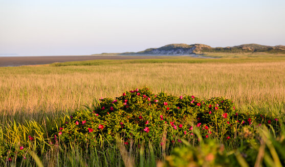 Deutschland, Ansicht einer Landschaft mit japanischer Rose auf Sylt - ATA000008