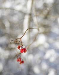 Germany, Red berries in snow - HLF000082