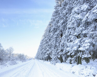 Deutschland, Waldweg und Tannenbäume mit Schnee - HLF000084