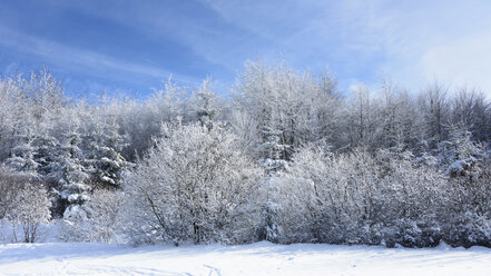 Germany, Trees and bushes with snow - HLF000085