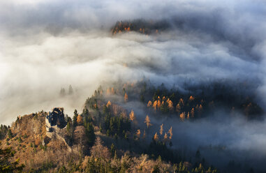 Österreich, Salzkammergut, Nebelverhangene Bäume - WW002699