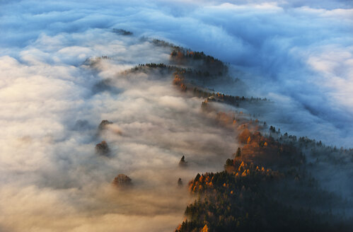 Österreich, Salzkammergut, Nebelverhangene Bäume - WW002704