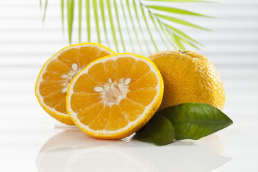 Ugli fruit with palm leaf, close up - CSF017525