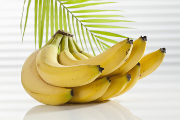 Bananenstaude mit Palmblatt, Nahaufnahme - CSF017519