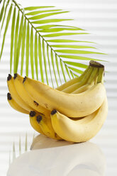 Bananenstaude mit Palmblatt, Nahaufnahme - CSF017518