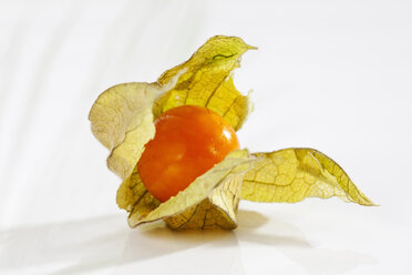 Physalis auf weißem Hintergrund, Nahaufnahme - CSF017440