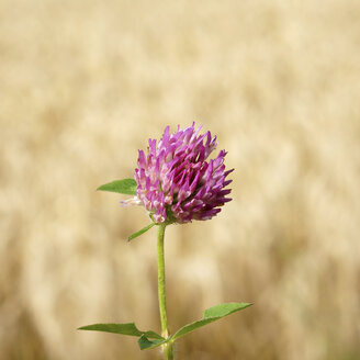 Deutschland, Kleeblume vor Weizenfeld - HOHF000070