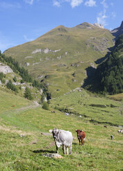 Italy, View of Pfunderer Berge with cows walking in meadow - WWF002719