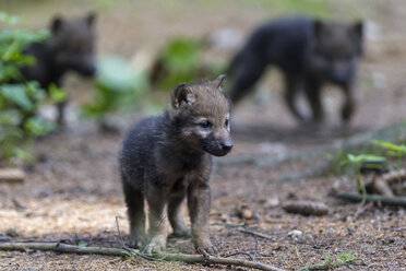 Deutschland, Bayern, Grauwolfswelpen im Wald - FOF005008